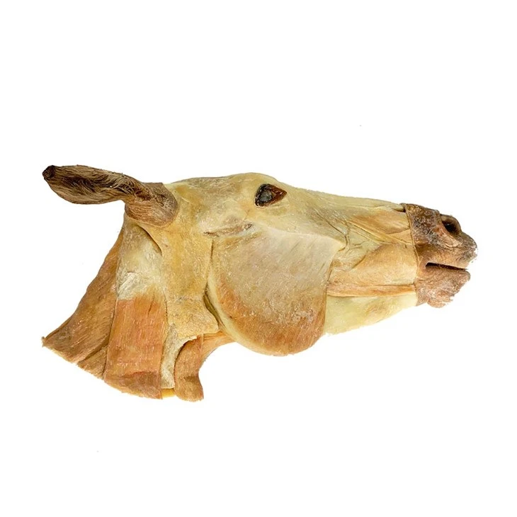 Mẫu Đầu Và Cổ Ngựa