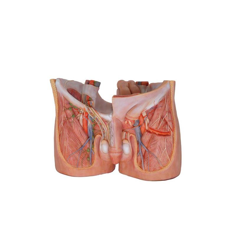 groin model groin model