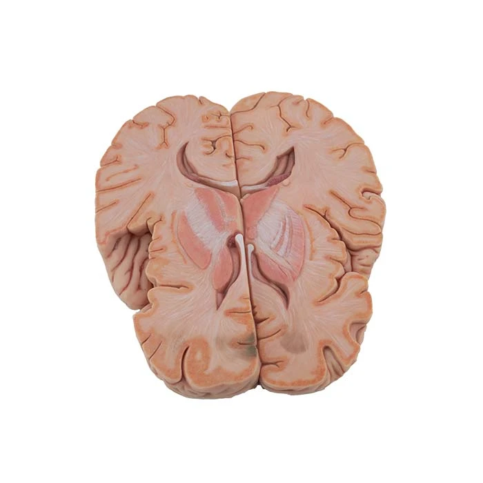 human brain model human brain model