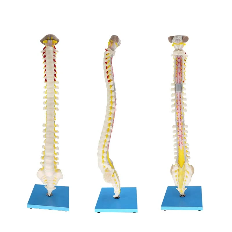Spinal Vertebrae Model Spinal Vertebrae Model