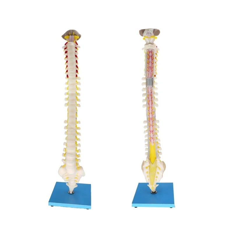 Spinal Segment and Vertebrae Relationship Silicone Model Spinal Segment and Vertebrae Relationship Silicone Model