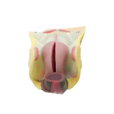 Mô hình giải phẫu bộ phận sinh dục nữ