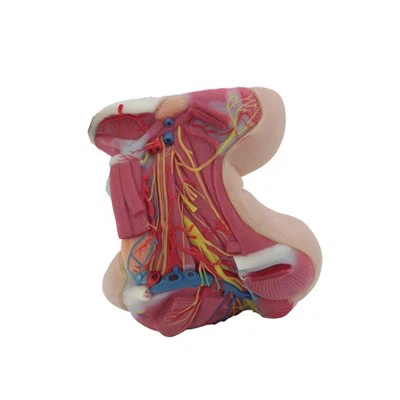 Mô hình giải phẫu cổ