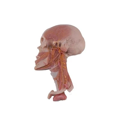 Mô hình giải phẫu thần kinh